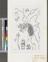 Microcoelia microglossa Summerh.; original illustration from FWTA