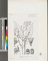Leptaspis cochleata Thwaites; original illustration from FWTA