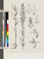 Brachycorythis tenuior Rchb.f. original illustration from Flora Zambesiaca