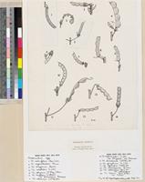 Desmodium spp. original illustration from Flora Zambesiaca