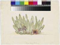 Stapelia guttata Masson original illustration by Francis Masson