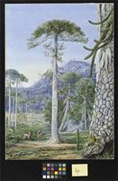 Puzzle - Monkey Trees and Guanacos, Chili