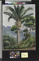 Oil Palm at Tijuca, Brazil