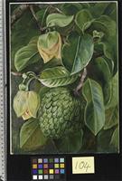 Foliage, Flowers, and Fruit of the Soursop, Brazil