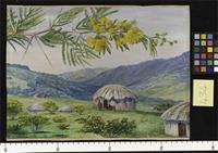 The South African Doornboom, and Fingo Huts