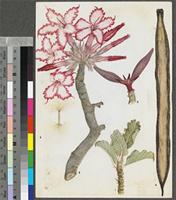 Adenium multiflorum Klotzsch original illustration from the 'Trees of Central Africa'