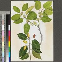 Phyllogeiton discolor (Klotzsch) Herzog original illustration from the 'Trees of Central Africa'