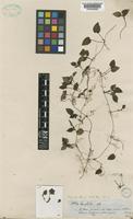 Type of Mapouria tenuis Müll.Arg. [family RUBIACEAE]