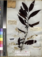 Type of Randia laurifolia (Arn) Hook.f. [family RUBIACEAE]