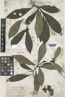 Type of Pavetta glomerata Brem. [family RUBIACEAE]