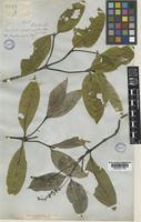 Type of Psychotria adenophylla Wall. [family RUBIACEAE]