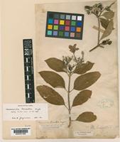 Type of Mussaenda tomentosa Wight. [family RUBIACEAE]