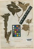 Type of Mussaenda frondosa Linn. var hirsutissima Hook.f. [family RUBIACEAE]