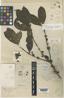 Type of Nostolachma crassifolia (Gamble) Deb & Lahiri [family RUBIACEAE]