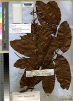 Isotype of Talisia cupularis Radlk. [family SAPINDACEAE]