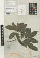 Holotype of Sapindus oblongus Benth. [family SAPINDACEAE]