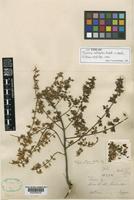 Isotype of Talisia setigera Radlk. [family SAPINDACEAE]