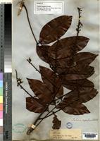 Isotype of Talisia cupularis Radlk. [family SAPINDACEAE]