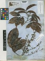 Isotype of Talisia multinervis Radlk. [family SAPINDACEAE]