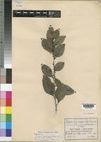 Maytenus mossambicensis (Klotzsch) Blakelock var. stolzii N.Robson [family CELASTRACEAE]