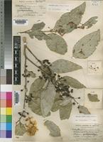 Maytenus undata (Thunb.) Blakelock [family CELASTRACEAE]