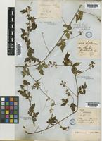 Serjania macrococca Radlk. [family SAPINDACEAE]