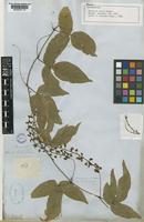 Paratype of Serjania tenuis Radlk. [family SAPINDACEAE]
