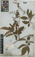 Serjania corrugata Radlk. [family SAPINDACEAE]