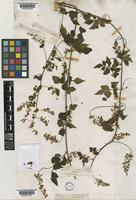 Serjania orbicularis Radlk. [family SAPINDACEAE]