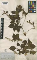 Serjania mucronulata Radlk. [family SAPINDACEAE]