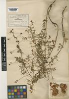 Cardiospermum dissectum Radlk. [family SAPINDACEAE]