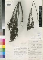 Type of Anthospermum ibityense Puff [family RUBIACEAE]
