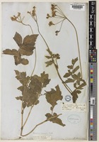Heracleum hirsutum Edgew. [family APIACEAE]