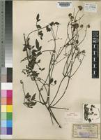 Isotype of Clematis kassneri Engl. [family RANUNCULACEAE]