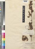 Type of Berberis dasystachya Maxim. [family BERBERIDACEAE]