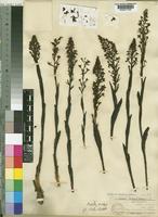 Holotype of Disa concinna N.E. Br. [family ORCHIDACEAE]
