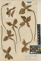 Holotype of Paphiopedilum gratrixianum (Masters) Rolfe [family ORCHIDACEAE]