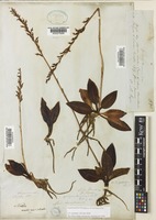 Goodyera oblongifolia Raf. [family ORCHIDACEAE]