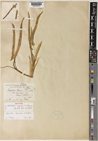 Isotype of Stylochaeton rogersii N.E.Br. [family ARACEAE]