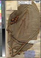 Type of Megaphrynium macrostachyum (Benth.)Milne-Redhead [family MARANTACEAE]