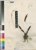 Holotype of Bulbophyllum modicum Summerh. [family ORCHIDACEAE]