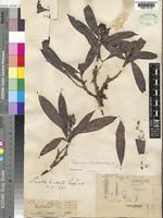 Type of Tarenna limbata (Stapf) Bremek. [family RUBIACEAE]