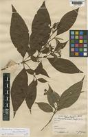 Rondeletia ovata Rusby [family RUBIACEAE]