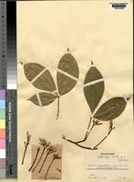 Type of Galipea davisii Sandwith [family RUTACEAE]