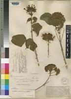 Clerodendrum pleiosciadium Gürke [family LABIATAE]