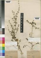 Isotype of Tinnea rehmannii Schinz [family LABIATAE]