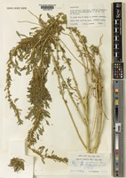 Holotype of Amaranthus praetermissus J.P.M.Brenan [family AMARANTHACEAE]