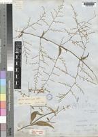Type of Iresine interrupta Benth. [family AMARANTHACEAE]