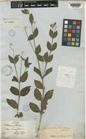 Type of Pfaffia acutifolia (Moq.) Stutzer [family AMARANTHACEAE]