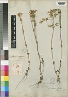Lectotype of Sebaea brachyphylla Griseb. [family GENTIANACEAE]